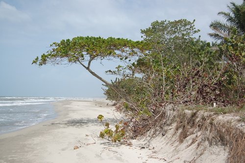 honduras  beach  shore