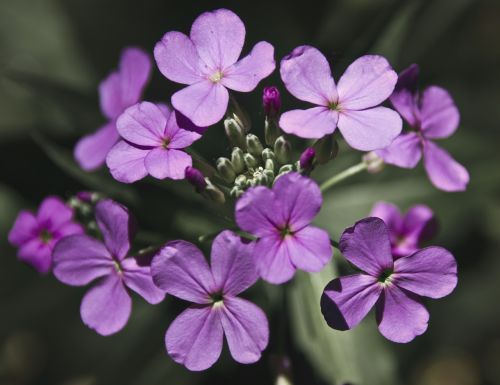 honesty flower purple