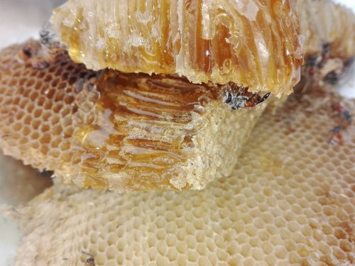 honey health bee