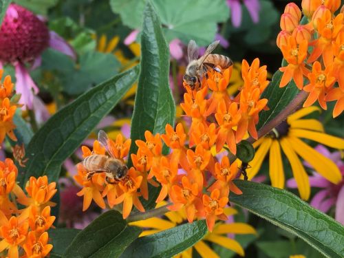 honey bees milkweed