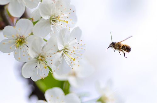 honey bee nature