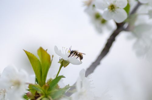 honey bee nature