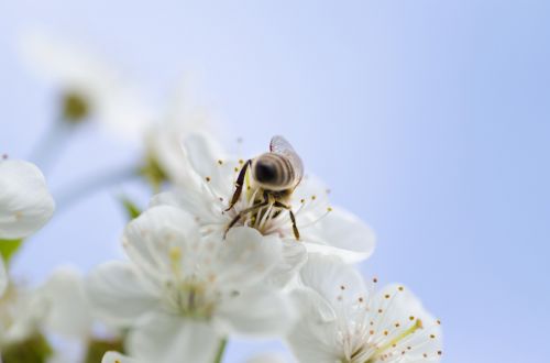 honey bee nature