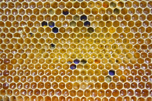 honey comb pollen