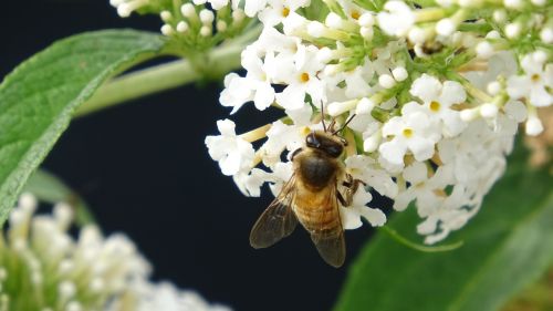 honey bee nature