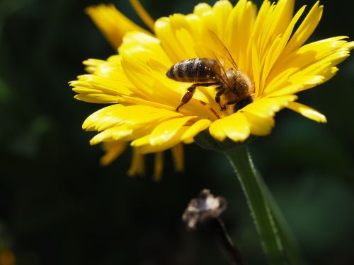 honey bee blossom