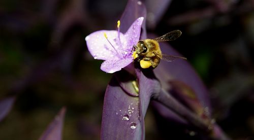 honey bee iran