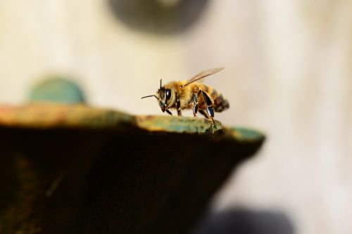 honey bee water