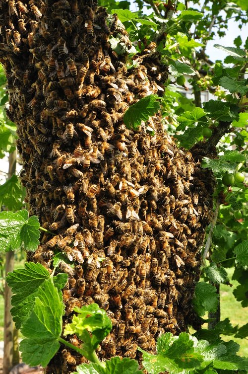 honey  bee  pollen