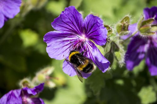 honey bee bumblebee