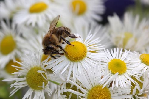 honey bee apis insect