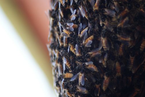 honey bee beehive macro