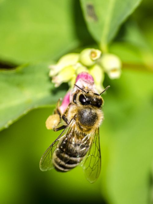 honey bee bee insect