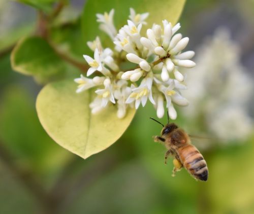 honey bee bee pollen