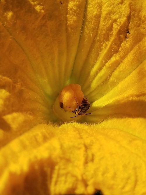 honey bee flower blossom