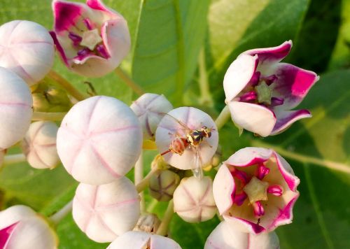 honey bee bee flower