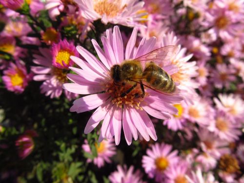 honey bee bee flower