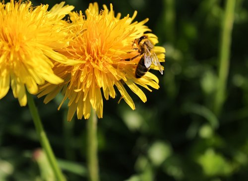 honey bee  nature  dandelion