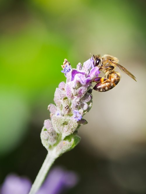 honey bee  bee  flower