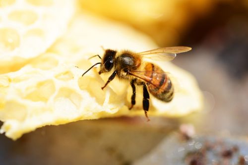 honey bee buckfast insect