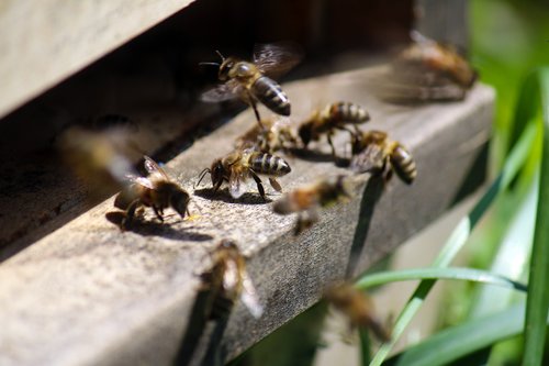honey bee  air hole  nature
