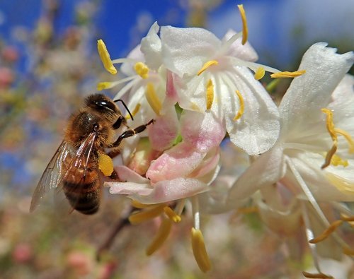 honey bee  insect  pollen