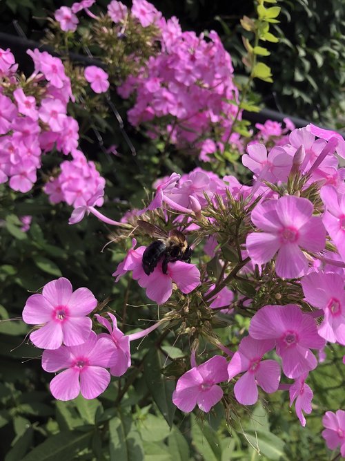 honey bee  bumblebee  pink flowers