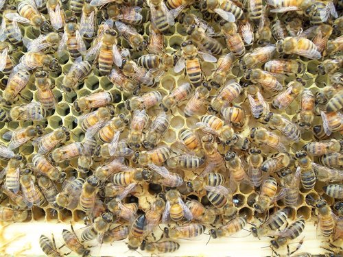 honey bee  larvae  frame