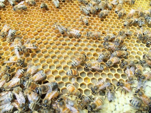 honey bee  capped  pollen