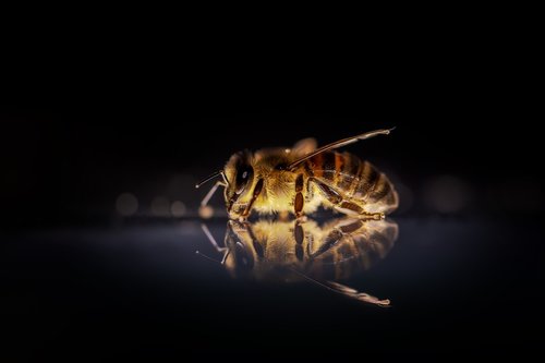honey bee  bee  bees