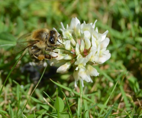 honey bee bee pollen