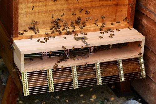 honey bee swarm trap bees