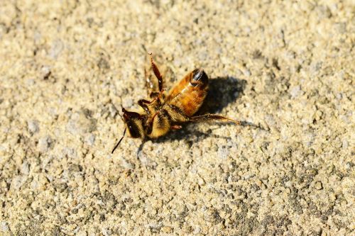 honey bee dying worker