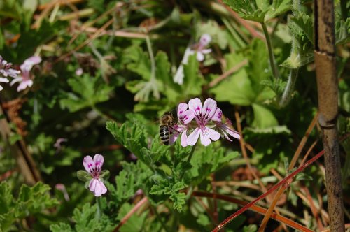 honey bee  insect  blossom