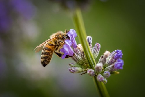 honey bee  lavender  bee