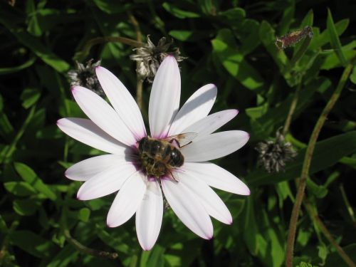 honey bee flower bee