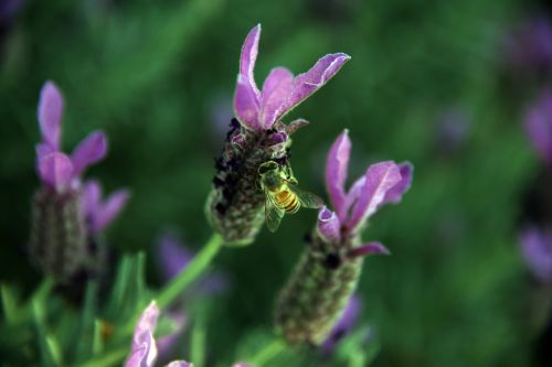 Honey Bee Gathering Pollen