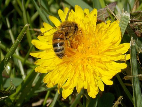 honey bee dandelion pollen