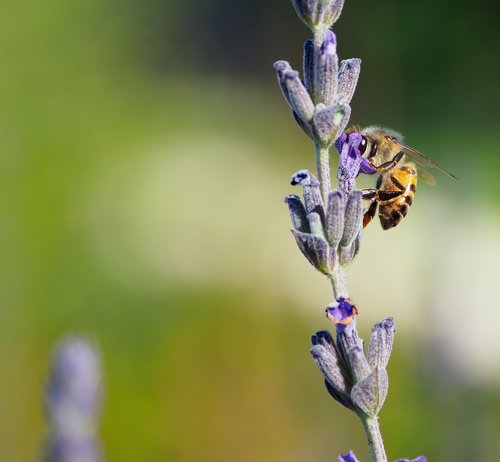 honey bee on lavender  flowers  nature