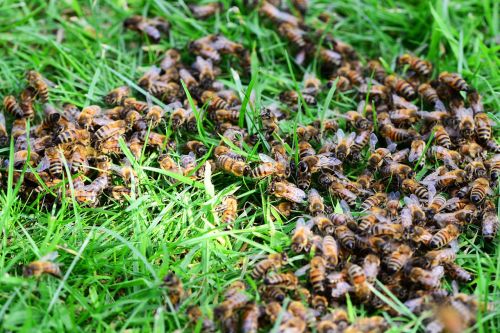 honey bees bees grass