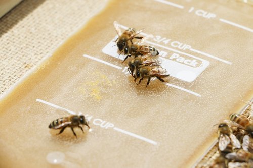 honey bees  sugar water  nectar