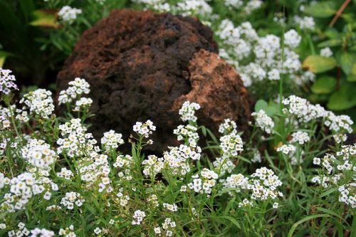 Honey Flowers