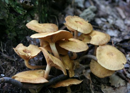 honey mushrooms fungi fungus