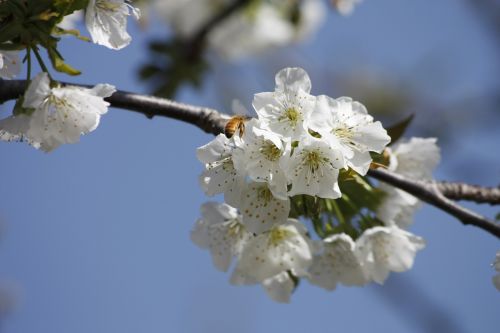 honeybee cherry blossom