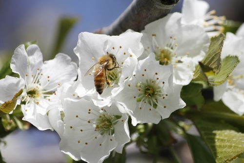 honeybee cherry blossom