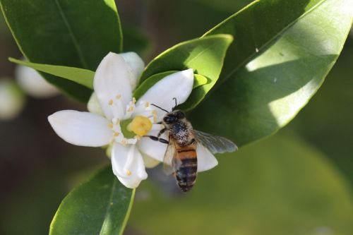 honeybee bee insect