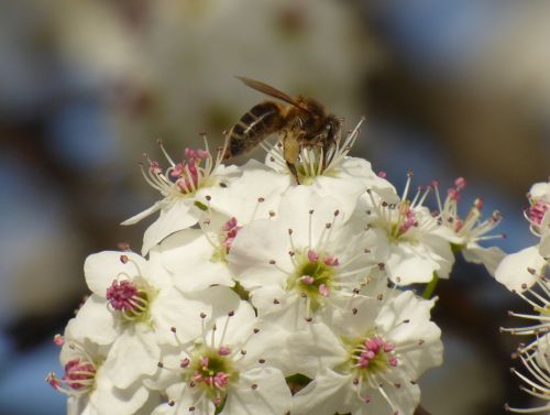 honeybee flower nectar