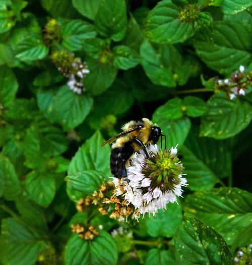 honeybee  bee  nature