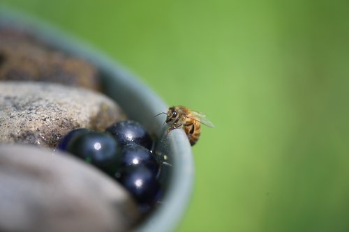 honeybee  macro  nature