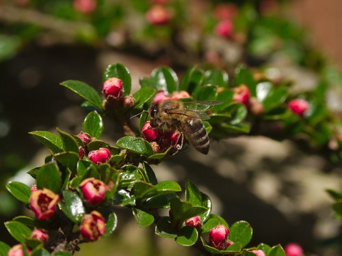 honeybee  pollination  cotoneaster